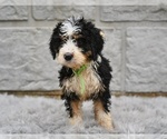 Small #1 Bernedoodle
