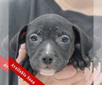 Small Photo #1 American Staffordshire Terrier-Labrador Retriever Mix Puppy For Sale in Huntley, IL, USA