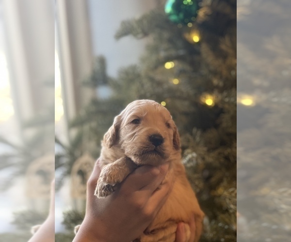 Medium Photo #3 Goldendoodle Puppy For Sale in RENO, NV, USA