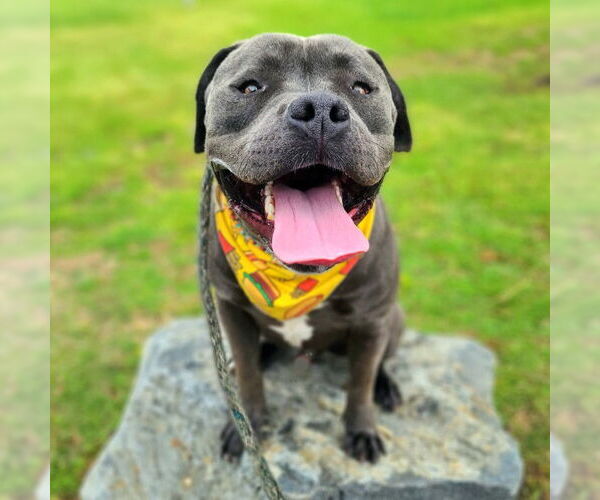 Medium Photo #1 American Staffordshire Terrier-Unknown Mix Puppy For Sale in Long Beach, CA, USA