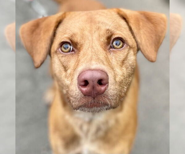 Medium Photo #9 Labrador Retriever-Unknown Mix Puppy For Sale in Canton, CT, USA