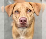 Small #8 Labrador Retriever Mix