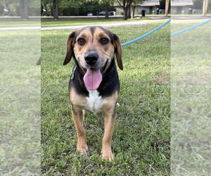 Mutt Dogs for adoption in Boston, MA, USA