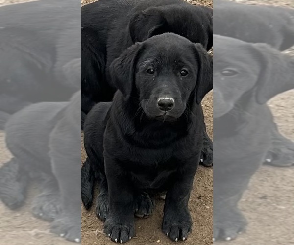 Medium Photo #2 Labrador Retriever Puppy For Sale in LOMA, CO, USA