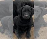Small #1 Labrador Retriever