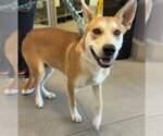 UNKNOWN - Male Carolina Dog-Unknown Mix Dog for Adoption - Small photo