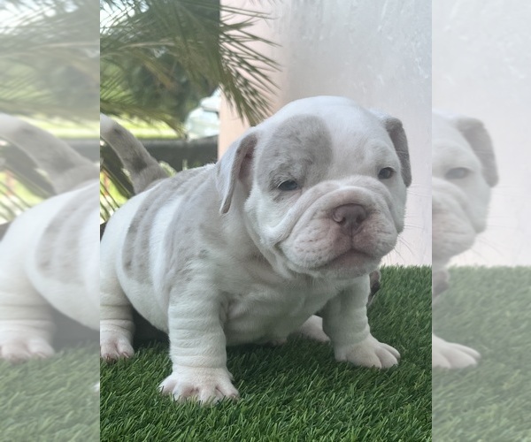 Medium Photo #4 American Bully Puppy For Sale in CITRUS HILLS, FL, USA