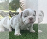 Small #3 American Bully