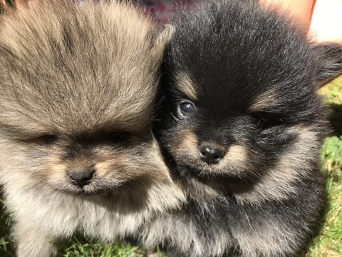 Medium Photo #1 Pomeranian Puppy For Sale in EDMONDS, WA, USA