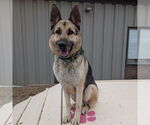 Small #2 German Shepherd Dog