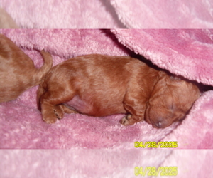 Poodle (Toy) Puppy for sale in DULUTH, GA, USA