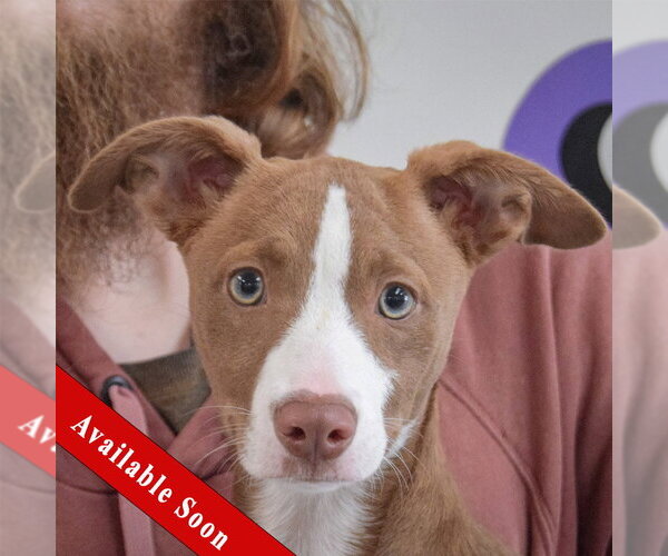 Medium Photo #1 Border Collie-Whippet Mix Puppy For Sale in Huntley, IL, USA
