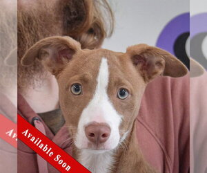 Border Collie-Whippet Mix Dogs for adoption in Huntley, IL, USA