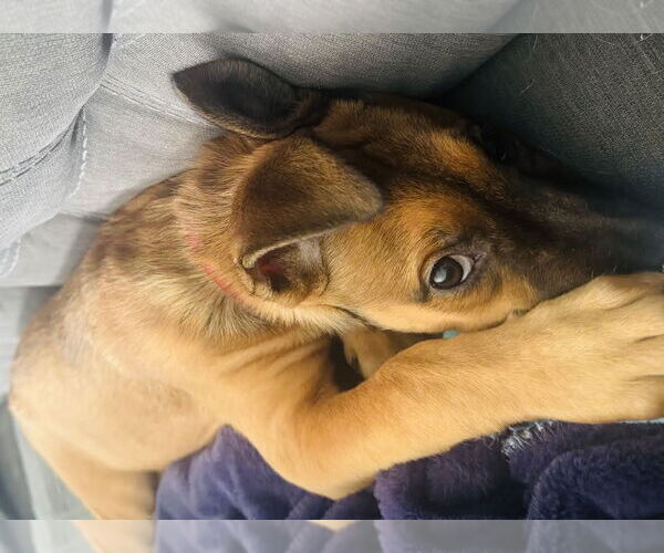 Medium Photo #8 Border Terrier-Chihuahua Mix Puppy For Sale in Princeton, MN, USA