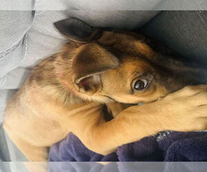 Sakura - Female Border Terrier-Chihuahua Mix Dog for Adoption - Photo #8