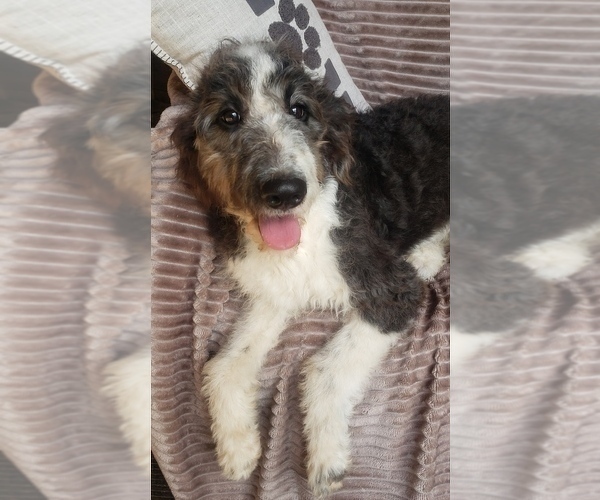 Medium Photo #5 Aussiedoodle Puppy For Sale in DOWELLTOWN, TN, USA