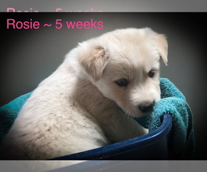 Alusky-Golden Labrador Mix Puppy for sale in CALDWELL, ID, USA