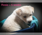Small Photo #1 Alusky-Golden Labrador Mix Puppy For Sale in CALDWELL, ID, USA