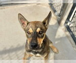 LEONARD - Male German Shepherd Dog-Unknown Mix Dog for Adoption - Small photo