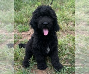 Goldendoodle Puppy for sale in BALDWIN CITY, KS, USA