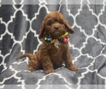 Small Photo #14 Cavapoo Puppy For Sale in LAKELAND, FL, USA