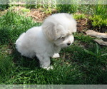 Small Photo #26 Coton de Tulear Puppy For Sale in COLUMBIA, MO, USA