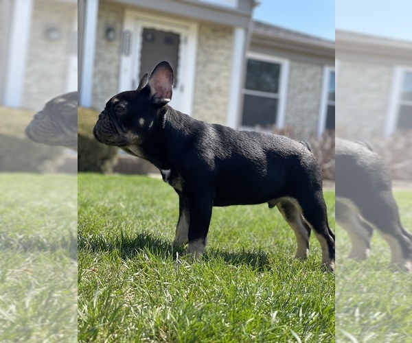Medium Photo #7 French Bulldog Puppy For Sale in PALATINE, IL, USA