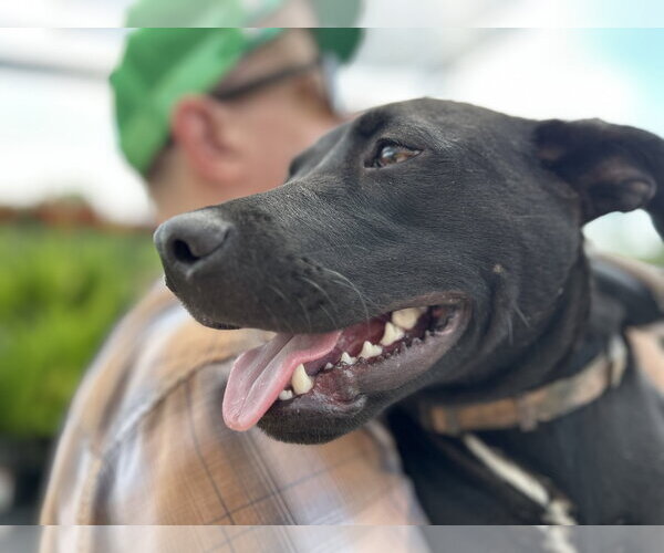 Medium Photo #3 Labrador Retriever-Unknown Mix Puppy For Sale in Rockaway, NJ, USA