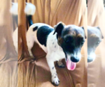 Small #2 Jack Russell Terrier Mix