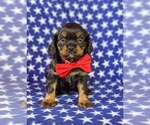 Small Photo #6 Cavalier King Charles Spaniel Puppy For Sale in NOTTINGHAM, PA, USA