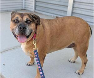 *POTATO - Female Mutt Dog for Adoption - Photo #4