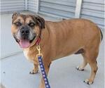 Small #3 Mutt