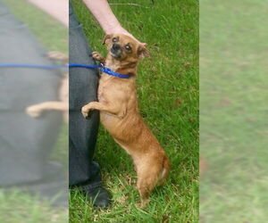 Keita - Female Chiweenie Dog for Adoption - Photo #2