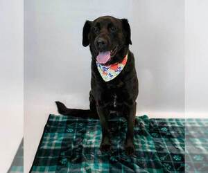 Abbey - Female Labrador Retriever-Unknown Mix Dog for Adoption - Photo #5