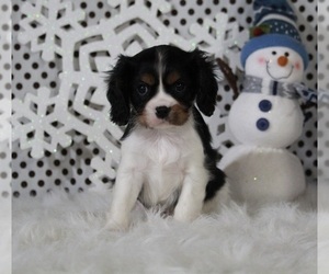 Cavalier King Charles Spaniel Puppy for sale in APPLE CREEK, OH, USA