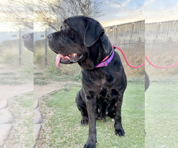 Medium Photo #2 Mutt Puppy For Sale in Goodyear, AZ, USA