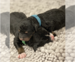 Small Photo #4 Bernedoodle Puppy For Sale in SPRINGFIELD, VA, USA