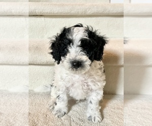Maltipoo Puppy for Sale in WEST BLOOMFIELD, Michigan USA