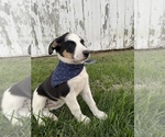 Small Photo #5 Texas Heeler Puppy For Sale in CENTRALIA, IL, USA