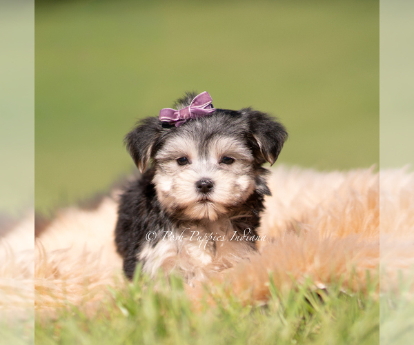 Medium Photo #6 Morkie Puppy For Sale in WARSAW, IN, USA