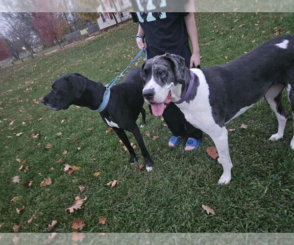 Medium Photo #3 Great Dane Puppy For Sale in Bullard, TX, USA