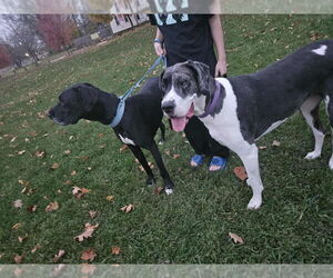 Moonwatcher / Tarin - Female Great Dane Dog for Adoption - Photo #3