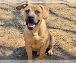 Small #1 Black Mouth Cur