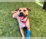 Small #2 American Pit Bull Terrier