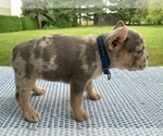Small #1 French Bulldog