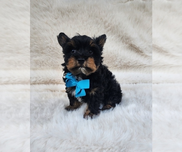 Medium Photo #2 Yorkshire Terrier Puppy For Sale in INDIANAPOLIS, IN, USA