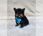 Small #1 Yorkshire Terrier