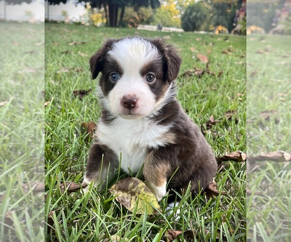 Medium Photo #6 Miniature Australian Shepherd Puppy For Sale in MONTICELLO, SC, USA