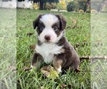 Small #5 Miniature Australian Shepherd
