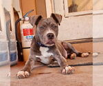 Small #6 American Pit Bull Terrier-American Staffordshire Terrier Mix